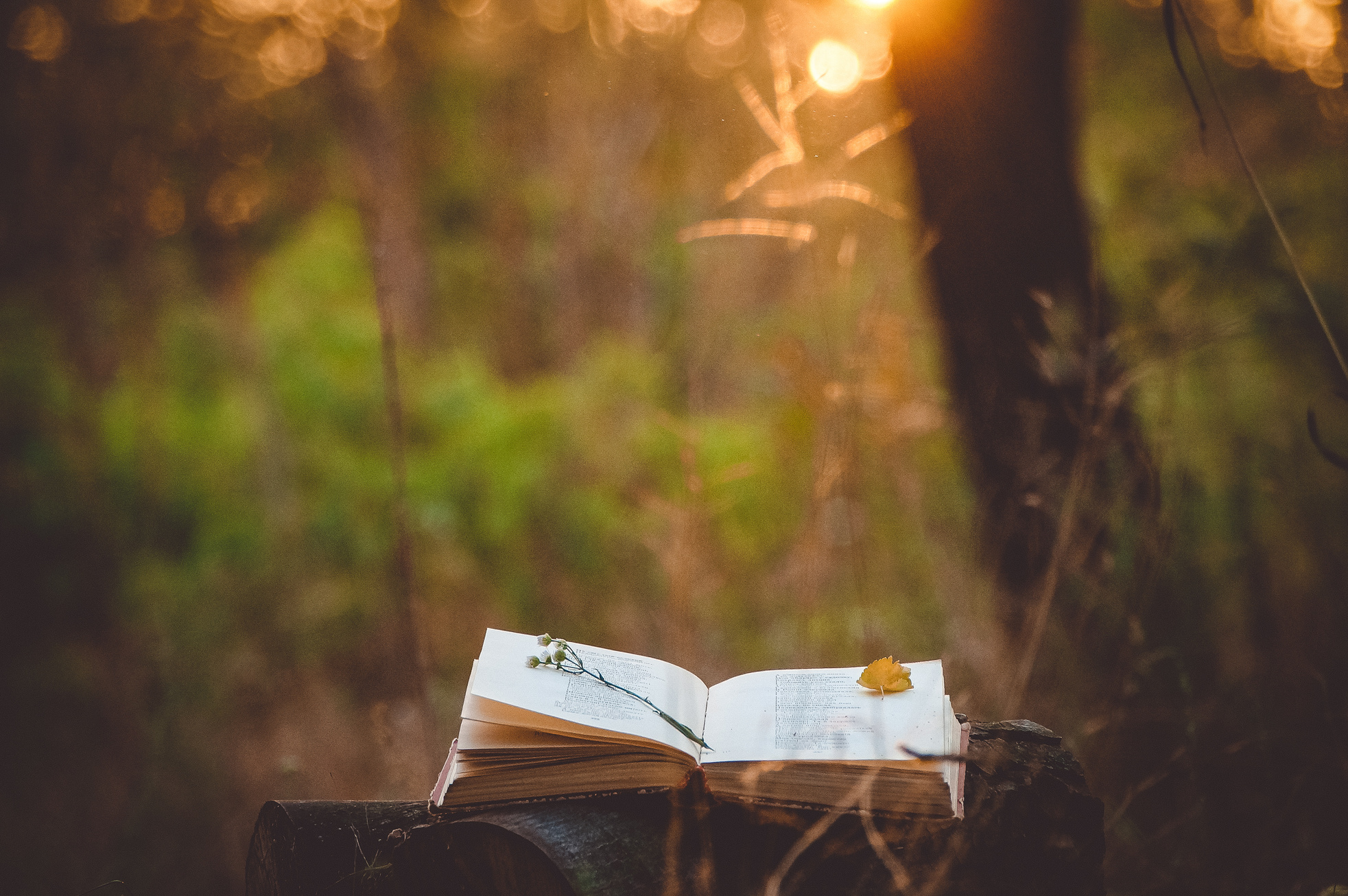 Poetry book under tree